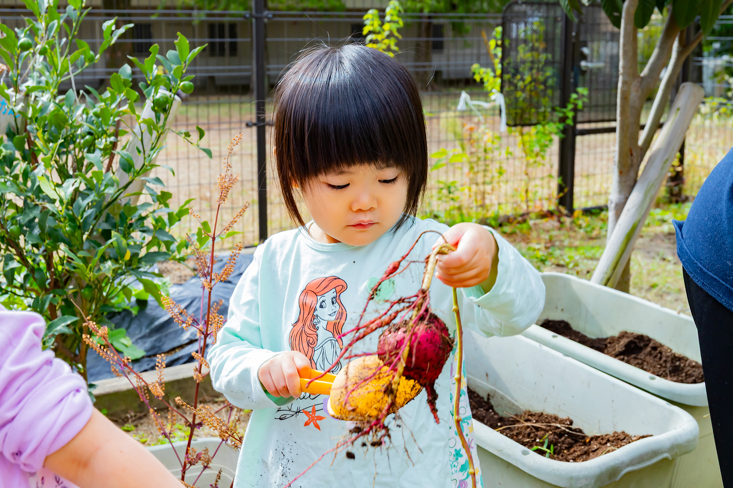 畑で園児がさつまいもを掘り出している様子